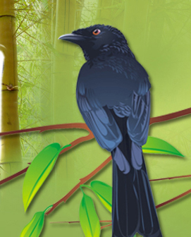 Drongo 